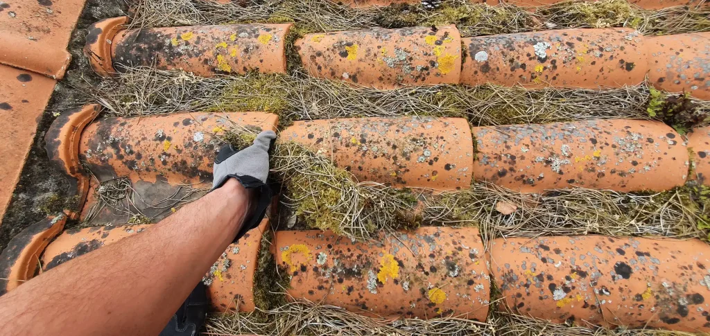 mousses-lichens-toiture-nettoyage