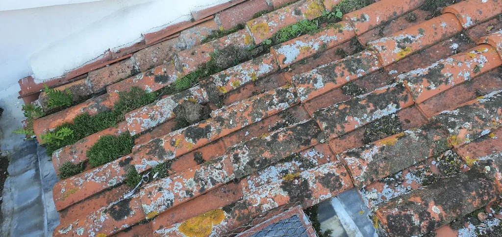 mousses-lichens-toiture-nettoyage